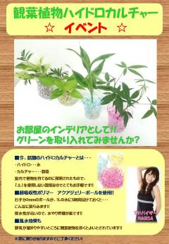 株式会社ビリーブ（愛知県名古屋市）の観葉植物ハイドロカルチャー